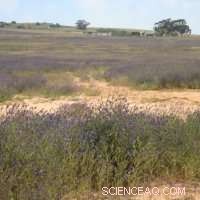 Big Data Reveals Why Certain Plant Species Outcompete Others in New Territories