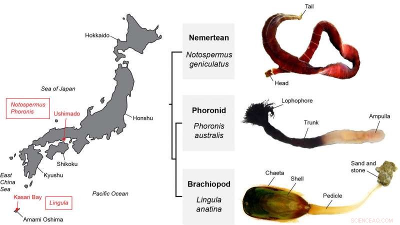 Worm Genomes Reveal Human Connections to Unexpected Species