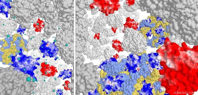 The Role of Ribosomes in Shaping the Proteome: Mechanisms and Implications
