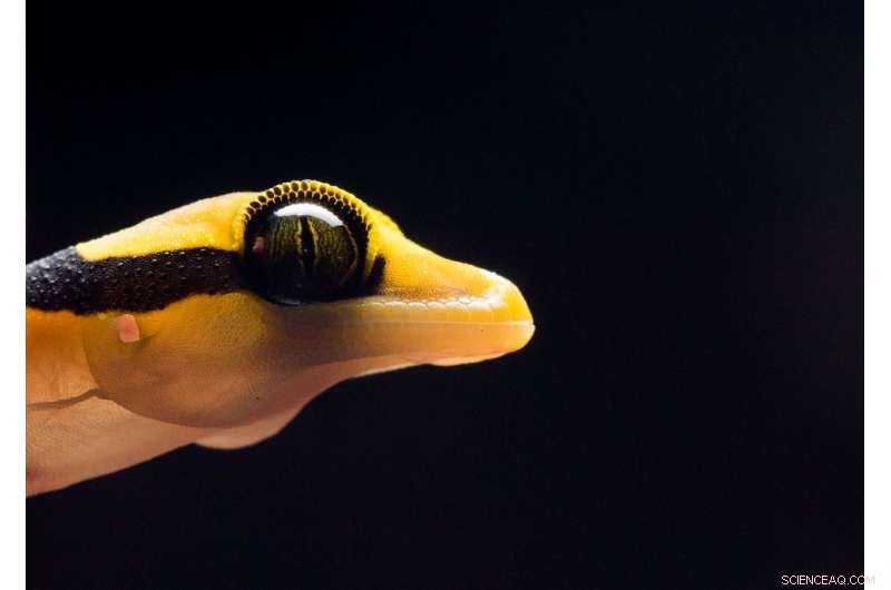 Unprecedented Malaysian Rainforest Survey Reveals New Species