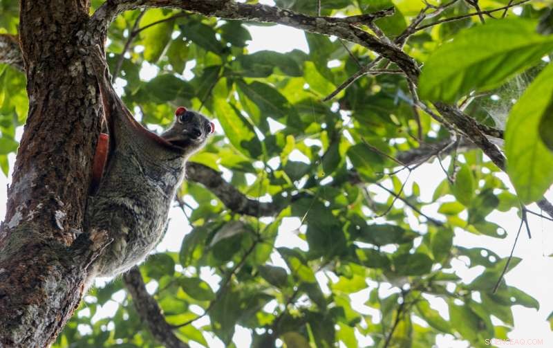 Unprecedented Malaysian Rainforest Survey Reveals New Species