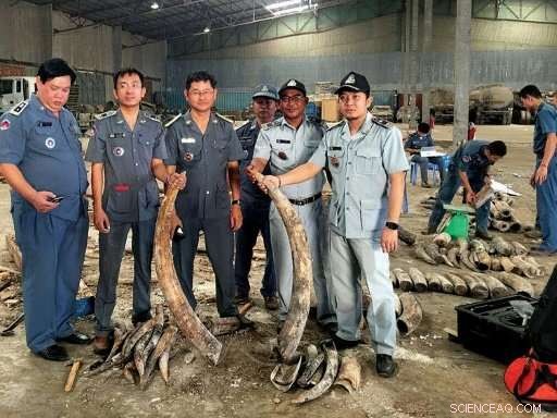 Cambodia Seizes Nearly One Ton of Ivory Stashed in Hollow Logs
