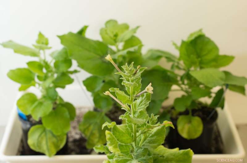 Australian Tobacco Plants: Pioneering New Biofactories for Life‑Saving Treatments