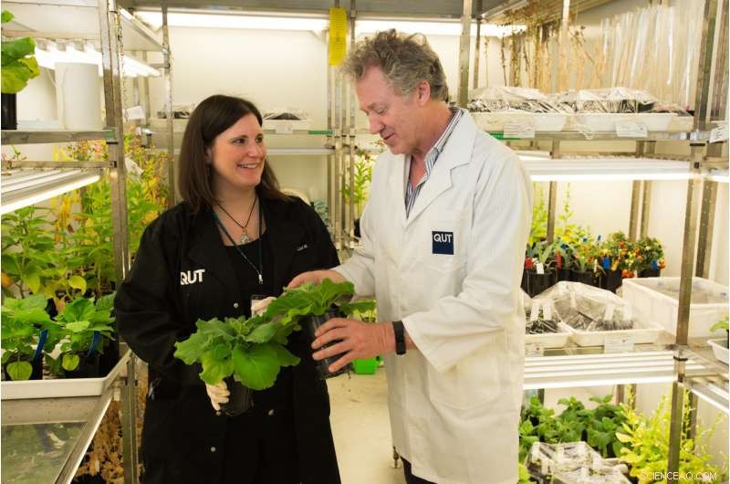 Australian Tobacco Plants: Pioneering New Biofactories for Life‑Saving Treatments