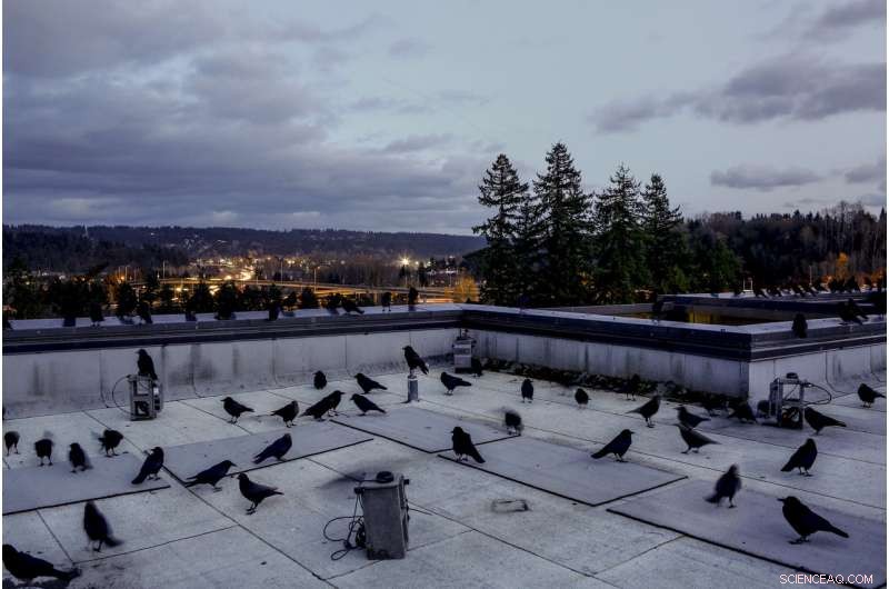 Decoding Dusk: Rooftop Audio Study Reveals Crows’ Secret Conversations