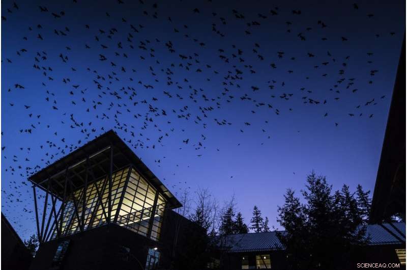 Decoding Dusk: Rooftop Audio Study Reveals Crows’ Secret Conversations