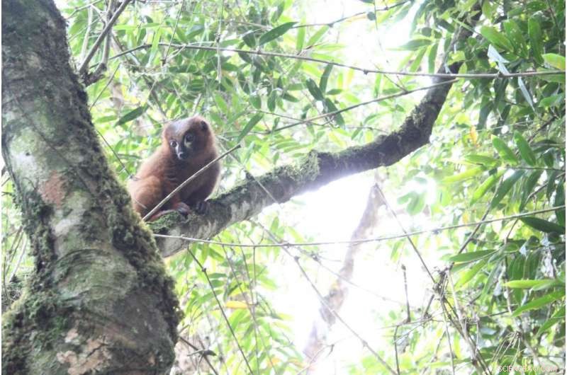 Red-Bellied Lemurs Boost Gut Health by Huddling and Touching