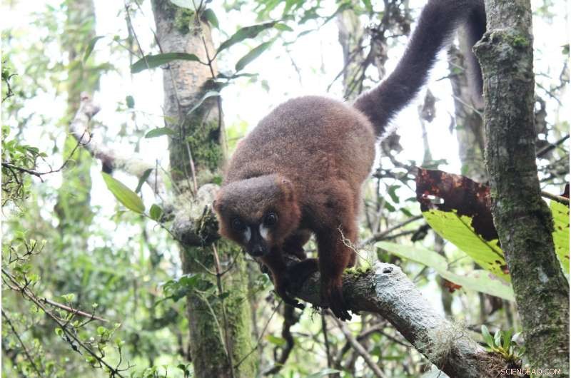 Red-Bellied Lemurs Boost Gut Health by Huddling and Touching