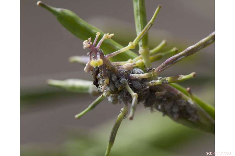 Caterpillar Damage Enables Aphids to Evade Plant Defenses