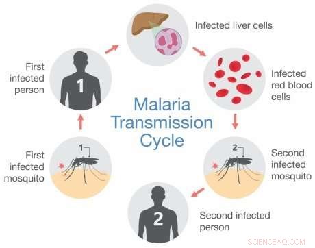 New Malaria Vaccine Target Identified: Breakthrough Protein Discovery Offers Hope for Disease Prevention
