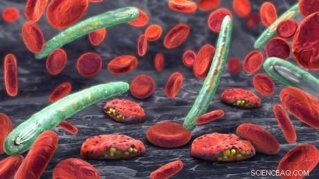 New Malaria Vaccine Target Identified: Breakthrough Protein Discovery Offers Hope for Disease Prevention