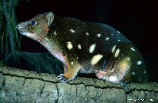 Australia Trains Dogs to Detect Endangered Species by Smelling Their Droppings