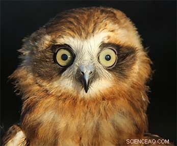 Rodenticide Poisoning Threatens Australia s Boobook Owls
