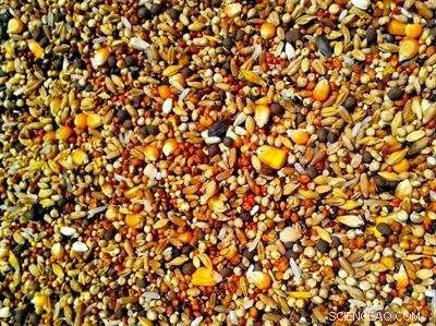 Fungi‑Driven Seed Germination: A Game‑Changing Breakthrough for Gardeners