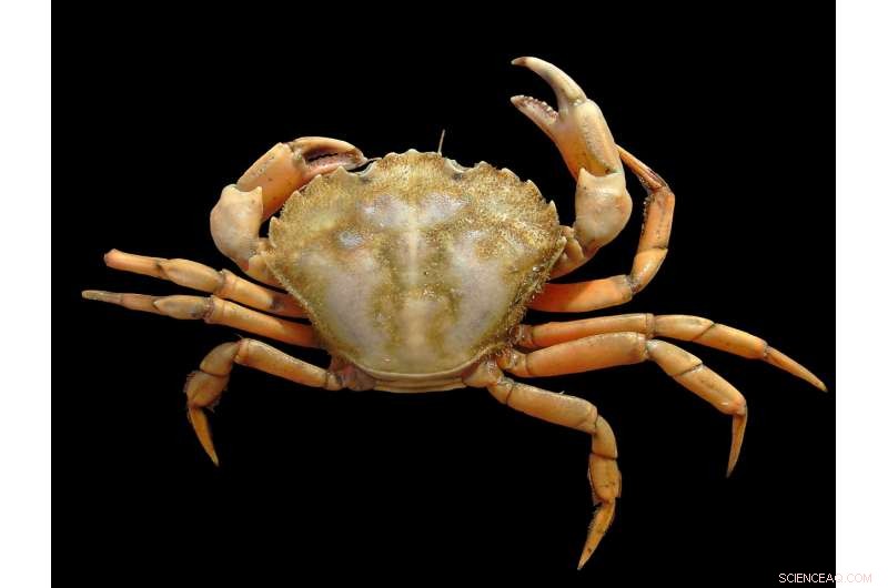 New Study Reveals Invasive Crab Feeds Through Its Gills