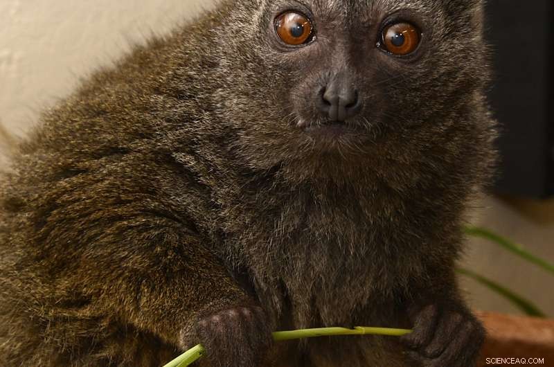 Bamboo Lemurs and Pandas Share 48 Gut Microbes, Revealing Ancient Evolutionary Links