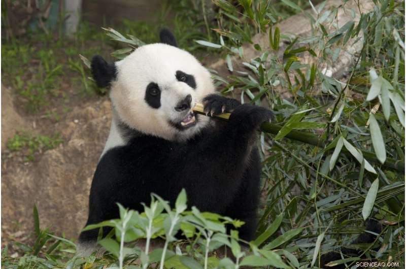 Bamboo Lemurs and Pandas Share 48 Gut Microbes, Revealing Ancient Evolutionary Links