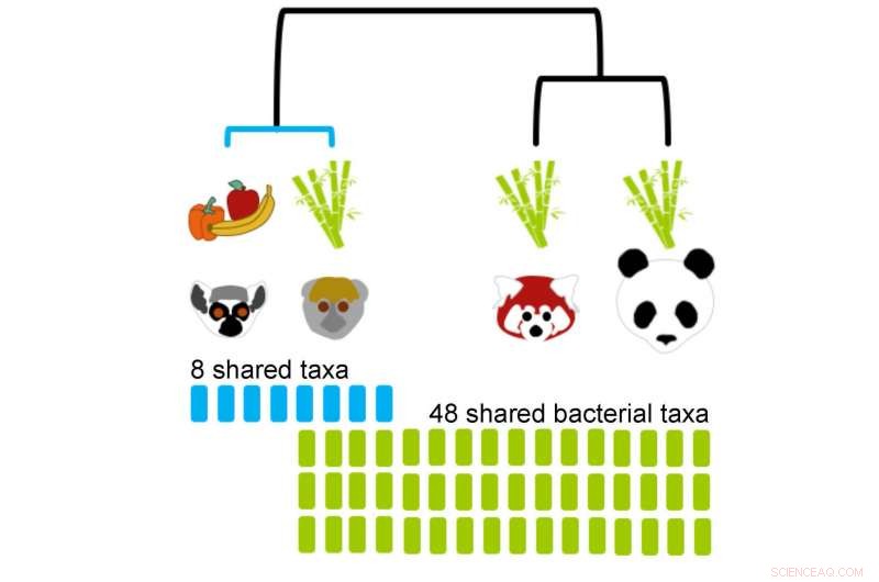 Bamboo Lemurs and Pandas Share 48 Gut Microbes, Revealing Ancient Evolutionary Links
