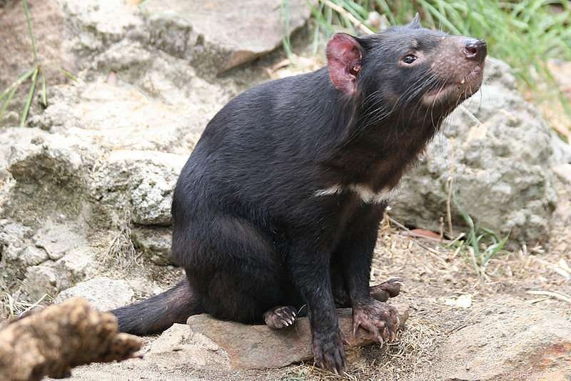 Cooler Climates Shaped the Evolution of the Tasmanian Devil and Its Close Relatives