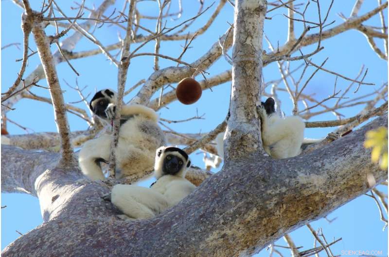 Study Finds Lemur Gut Microbiomes Shaped Primarily by Social Circles