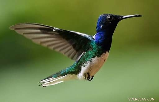 Can Hummingbirds Survive Rising Temperatures? Climate Change Challenges Their Energy Needs