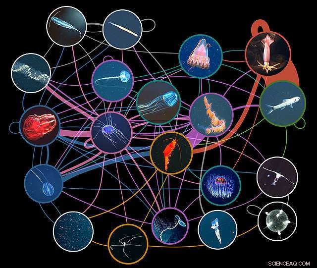 Pioneering Field Survey Illuminates Comprehensive Deep-Sea Food Webs