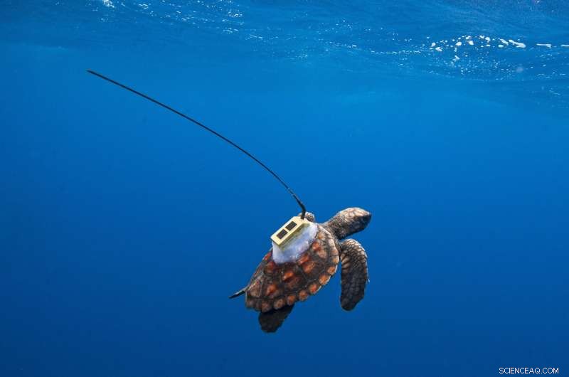 Satellite Tracking Reveals Migration Patterns of South Atlantic Sea Turtles
