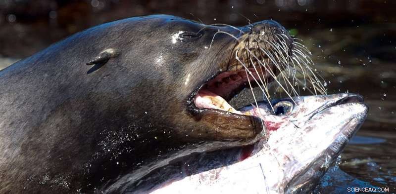 Sea Lions’ Advanced Whiskers Enable Them to Capture Fast‑Moving Fish