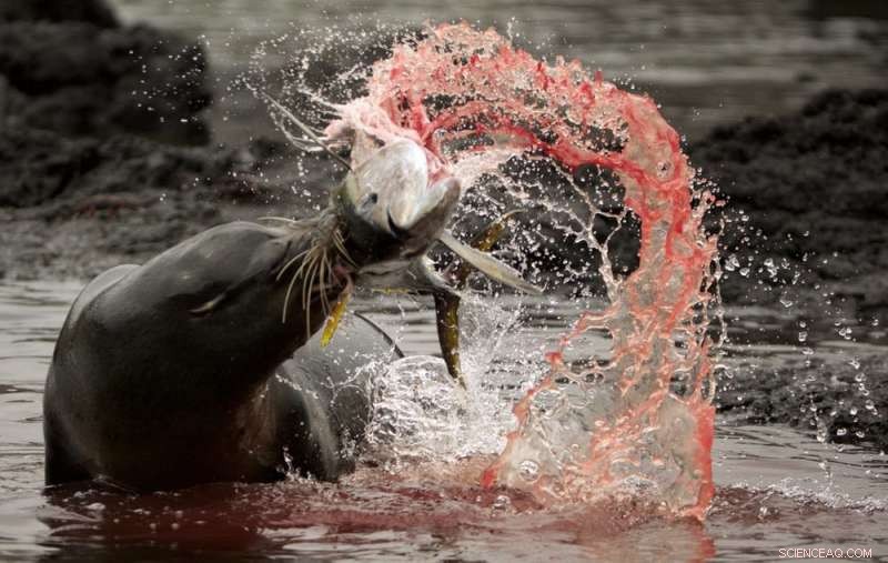 Sea Lions’ Advanced Whiskers Enable Them to Capture Fast‑Moving Fish