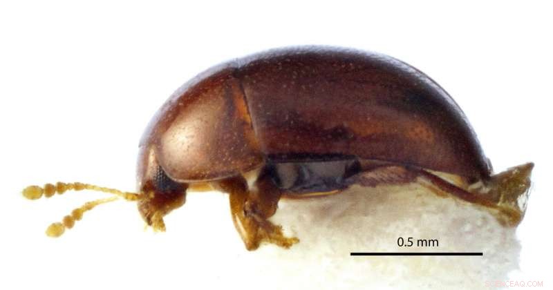 Citizen Scientists Uncover Six New Beetle Species in Borneo s Biodiversity Hotspot