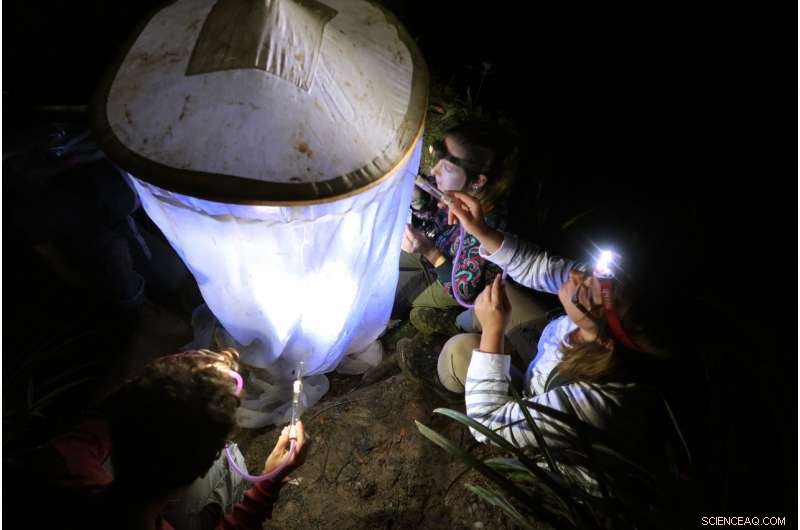 Citizen Scientists Uncover Six New Beetle Species in Borneo s Biodiversity Hotspot