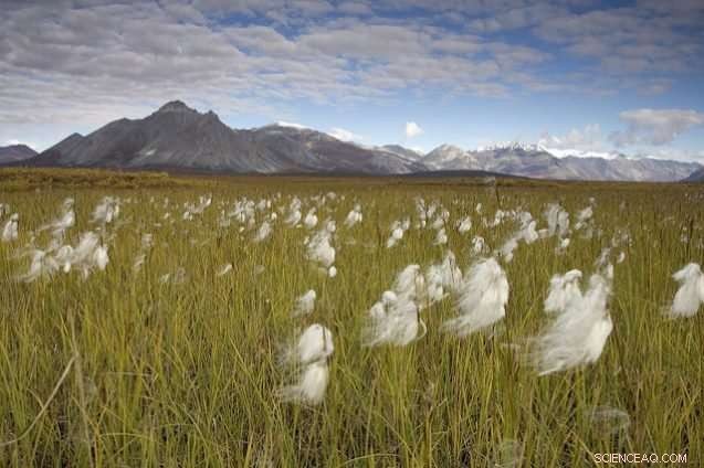 Assessing the Impact of Oil Drilling on Arctic National Wildlife Refuge Ecosystems