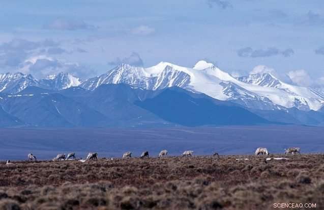 Assessing the Impact of Oil Drilling on Arctic National Wildlife Refuge Ecosystems
