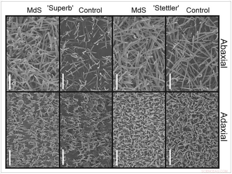 Revolutionary Screening Method Accelerates Development of Drought-Resistant Crops