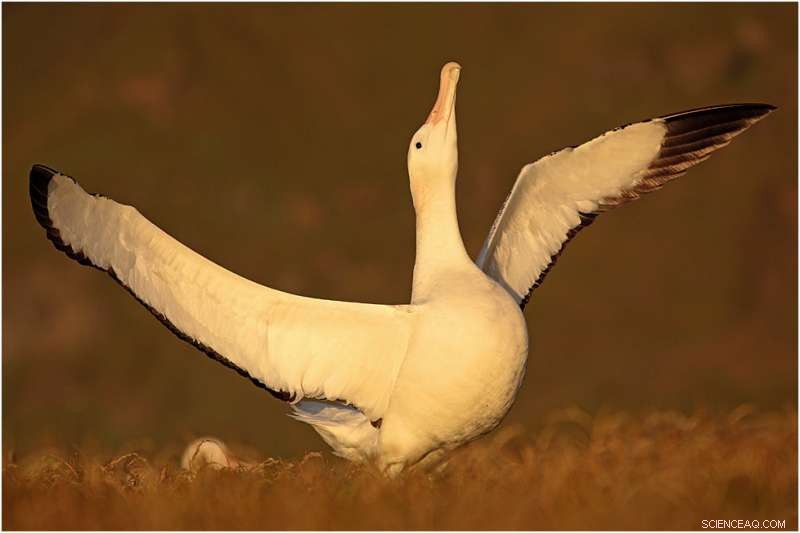 Albatross Lives: Addressing Individuality in Population Studies