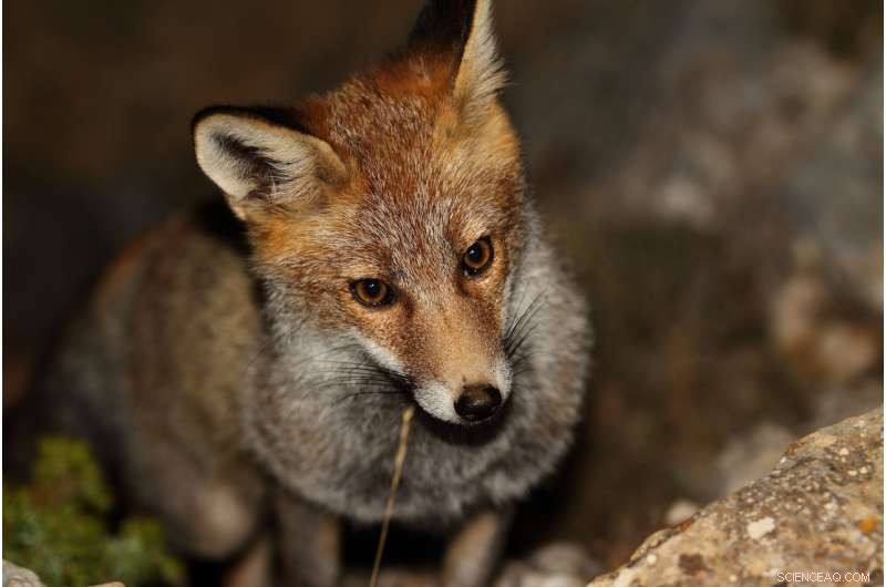 Carnivores Avoid Eating Intraspecific Carcasses to Prevent Disease Spread