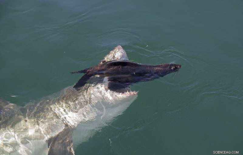 New Study Reveals Seals Experience Significant Stress When Encountering Sharks