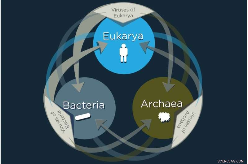 New Study Reveals Viruses Share Genes Across All Life Domains