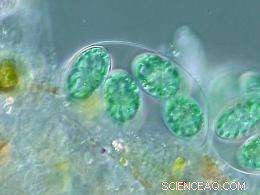 New Gene‑Editing Tool Enables Algae to Produce Medicines and Renewable Fuels