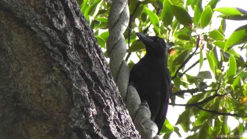 New Caledonian Crows Master Tool-Making Techniques, Revealed by St Andrews Scientists