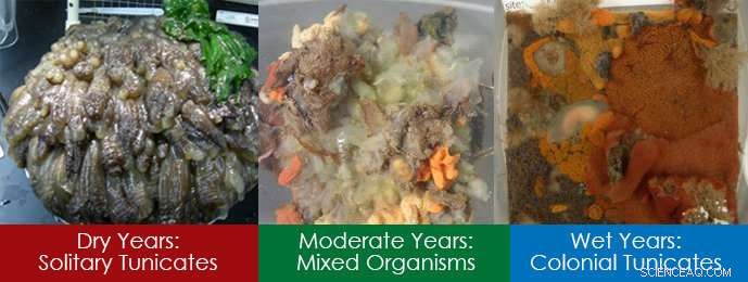 A Wet Winter’s Impact on Invasive Species in San Francisco Bay