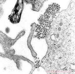 Gut Fungus Enhances Dengue Virus Survival in Aedes aegypti Mosquitoes