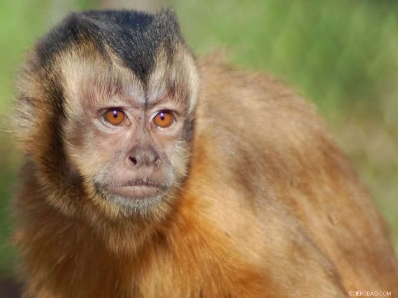 Humans Convert Competition into Cooperation, a Trait Not Found in Monkeys