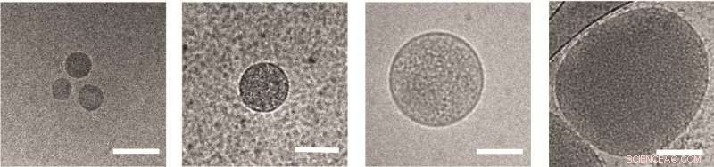 Malaria’s Tactics: How the Parasite Evades the Immune System
