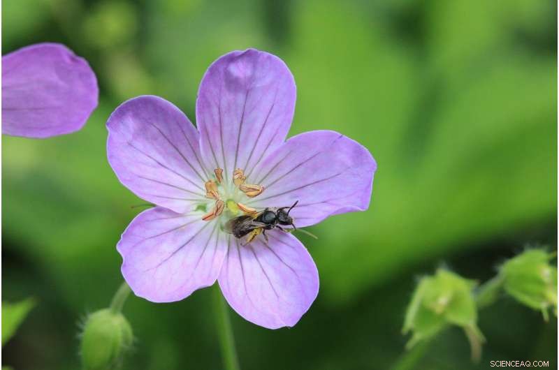 Michigan s First Full Bee Census Reveals New Species and Higher Species Count