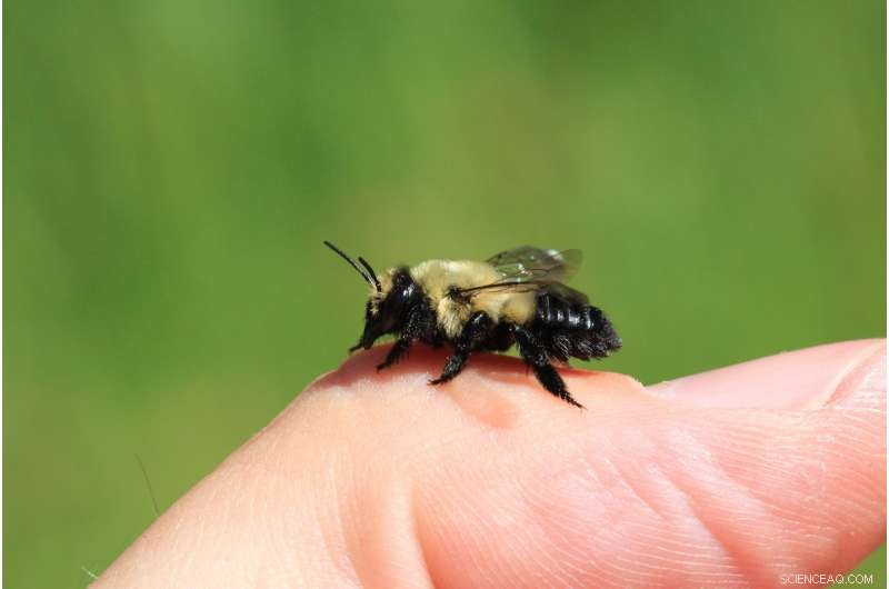 Michigan s First Full Bee Census Reveals New Species and Higher Species Count