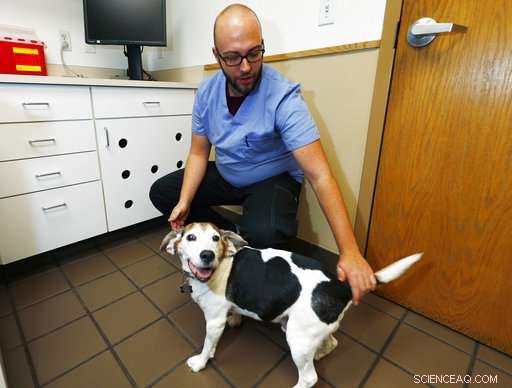 Scientists Urge U.S. to Permit Research on Cannabis-Based Treatments for Pets