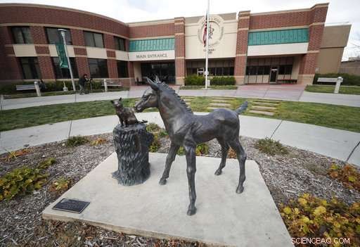 Scientists Urge U.S. to Permit Research on Cannabis-Based Treatments for Pets