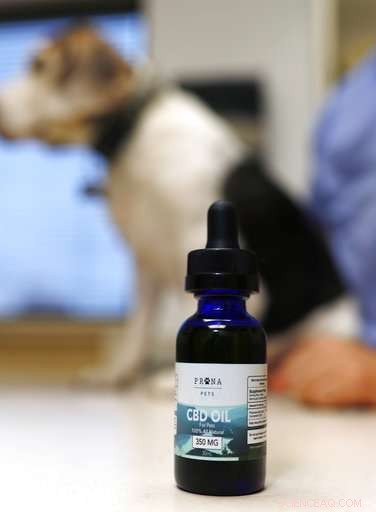 Scientists Urge U.S. to Permit Research on Cannabis-Based Treatments for Pets