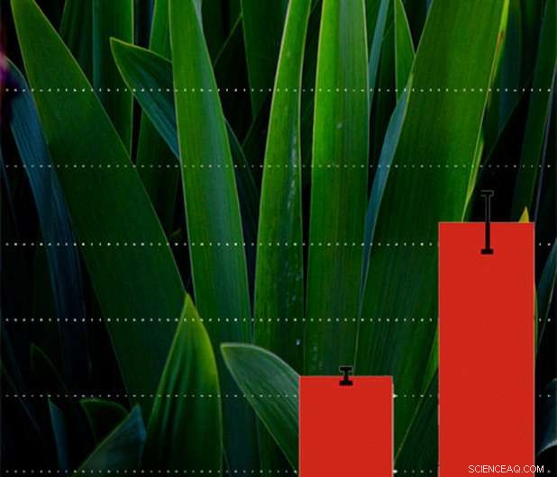 Engineered Yeast Converts Plant Biomass into Fatty Alcohols for Detergents and Biofuels